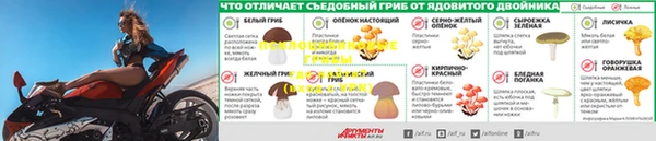 прущие грибы Аркадак